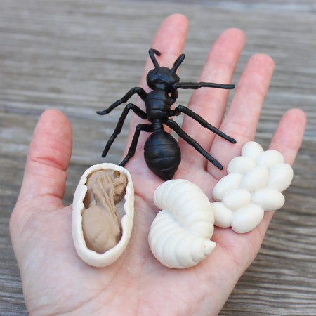 S663916 Cykl Życia Mrówki. Zestaw Figurek Safari ltd.