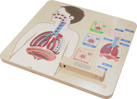 MASTERKIDZ Tablica Edukacyjna Układ Oddechowy