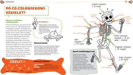 Człowiek jak to działa