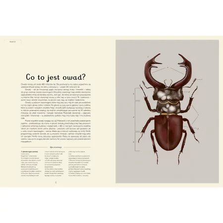 Insektarium. Muzeum Owadów wyd. Dwie Siostry