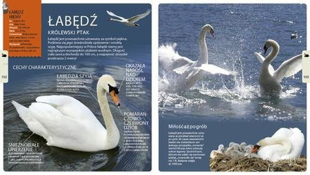 Andrzej Kruszewicz opowiada o ptakach