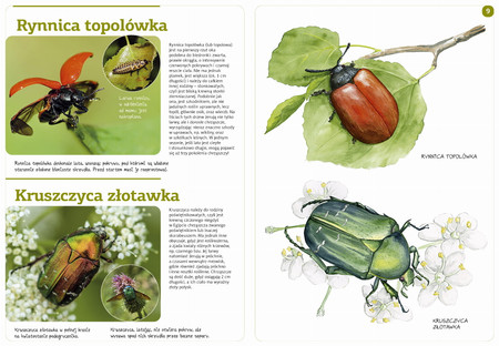 Owady naszych lasów (zeszyt w kalką)