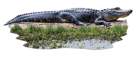 MADD CAPP,  Puzzle konturowe I AM LIL' - Aligator 100 elem.