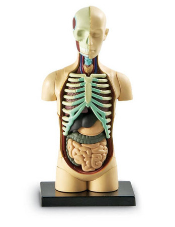 Learning Resources | Anatomiczny model ludzkiego ciała LERLER3336
