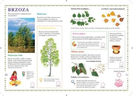 Drzewa leśne. Młody Obserwator Przyrody