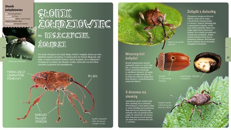 Artur Sawicki opowiada o owadach i pająkach