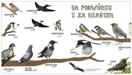 Andrzej Kruszewicz opowiada o ptakach