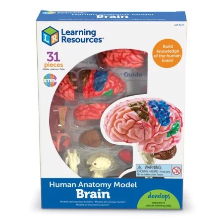 Learning Resources | Anatomiczny model mózgu LERLER3335
