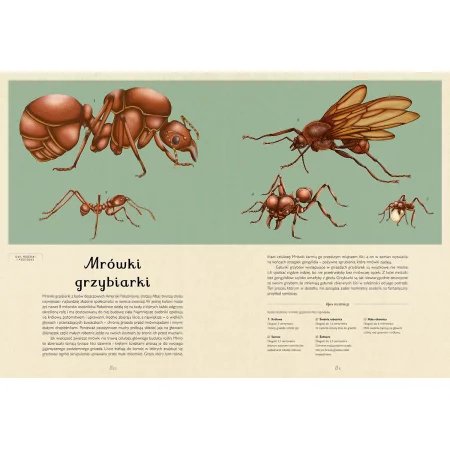 Insektarium. Muzeum Owadów wyd. Dwie Siostry