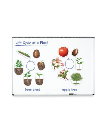 Learning Resources | Cykl życia rośliny - magnetyczny LERLER6045