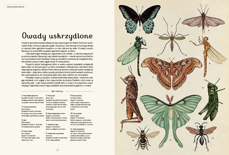 Animalium. Muzeum Zwierząt wyd. Dwie Siostry