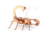 Puzzle 3D drewniane, Skorpion