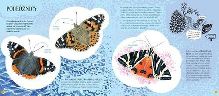 Motyle dzienne i nocne