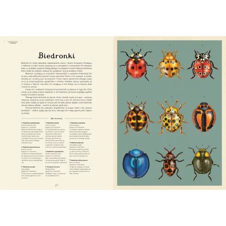 Insektarium. Muzeum Owadów wyd. Dwie Siostry