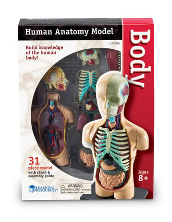 Learning Resources | Anatomiczny model ludzkiego ciała LERLER3336