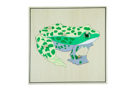 Puzzle ze zwierzętami - Szkielet żaby