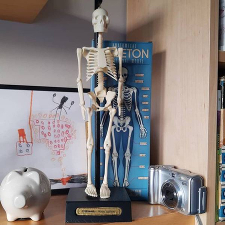 Anatomiczny model szkieletu, Rex London