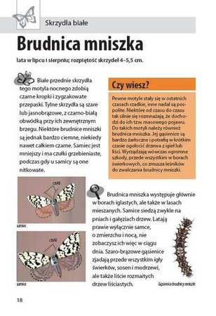 Mój pierwszy przewodnik. Jaki to motyl?