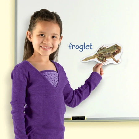 Learning Resources | Gigantyczny Magnetyczny Zestaw Demonstracyjny Cyklu Życia Żaby