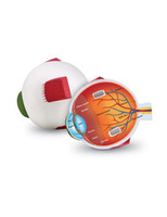 Learning Resources | Model piankowy oka LERLER1907