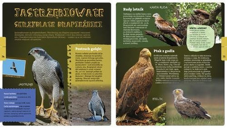 Wojciech Gil opowiada o leśnych rodzinach