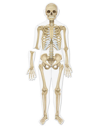 Learning Resources | Odwracalne magnetyczne Ciało LERLER6044