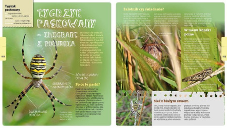 Artur Sawicki opowiada o owadach i pająkach