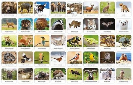 Gra Memory - Fauna Polski