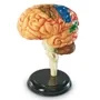Learning Resources | Anatomiczny model mózgu LERLER3335