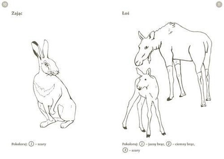 Leśna kolorowanka. Zwierzęta