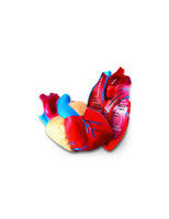 Learning Resources | Model serca z pianki LERLER1902