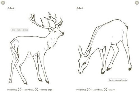 Leśna kolorowanka. Zwierzęta
