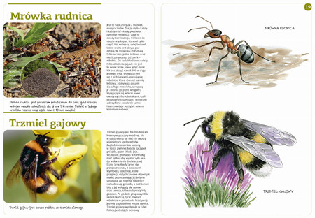 Owady naszych lasów (zeszyt w kalką)