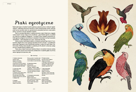 Animalium. Muzeum Zwierząt wyd. Dwie Siostry