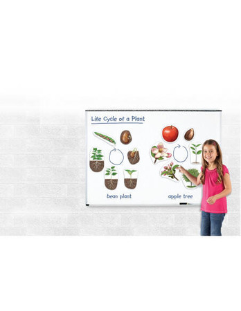 Learning Resources | Cykl życia rośliny - magnetyczny LERLER6045
