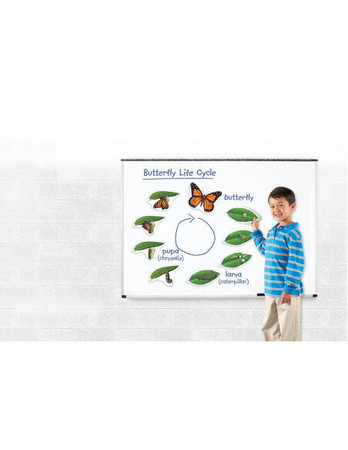 Learning Resources | Cykl życia motyla - magnetyczny LERLER6043