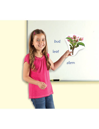 Learning Resources | Cykl życia rośliny - magnetyczny LERLER6045