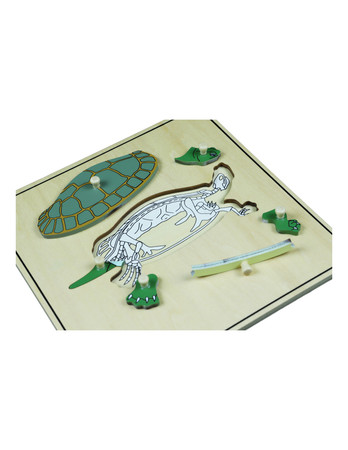 Puzzle ze zwierzętami - Szkielet żółwia