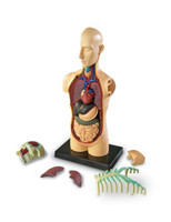 Learning Resources | Anatomiczny model ludzkiego ciała LERLER3336