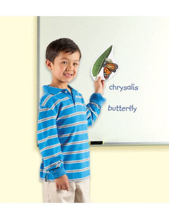 Learning Resources | Cykl życia motyla - magnetyczny LERLER6043