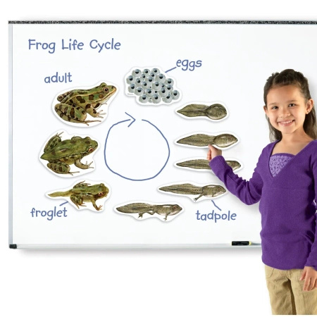 Learning Resources | Gigantyczny Magnetyczny Zestaw Demonstracyjny Cyklu Życia Żaby
