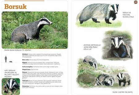 Zwierzęta naszych lasów (zeszyt z kalką)