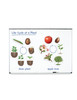 Learning Resources | Cykl życia rośliny - magnetyczny LERLER6045