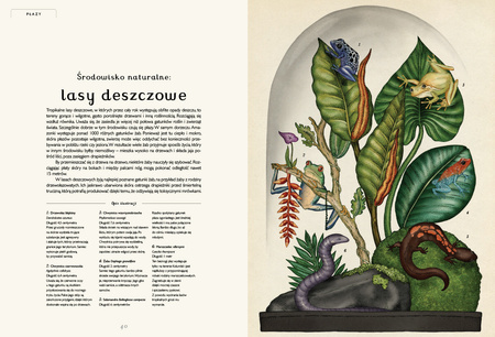 Animalium. Muzeum Zwierząt wyd. Dwie Siostry