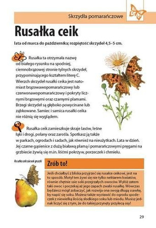 Mój pierwszy przewodnik. Jaki to motyl?