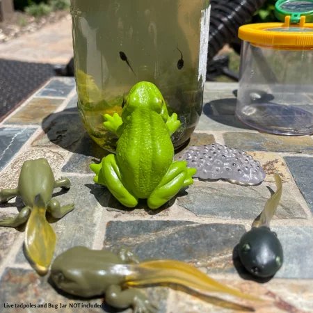 S269129 Cykl Życia Żaby. Zestaw Figurek Safari ltd.