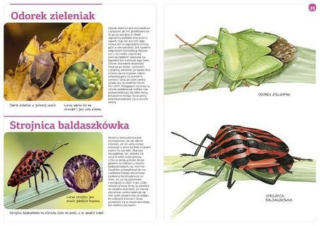 Owady naszych lasów (zeszyt w kalką)