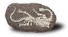 Bones&More, Duży szkielet dinozaura - wykopalisko na kamieniu