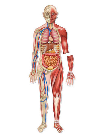 Learning Resources | Odwracalne magnetyczne Ciało LERLER6044