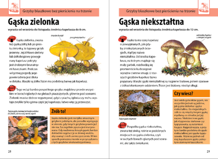 Mój pierwszy przewodnik. Jaki to grzyb?